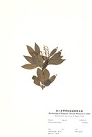 藏品(臺灣馬醉木)的圖片